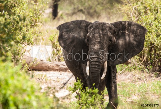 Picture of elephant the king